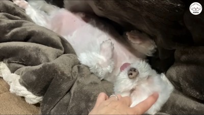 仰向けになっている犬の額を撫でる飼い主