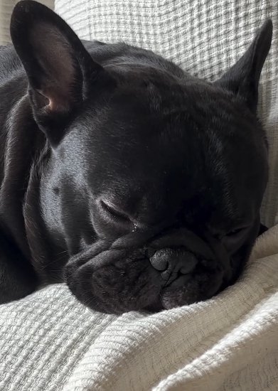寝ているフレンチブルドッグの顔