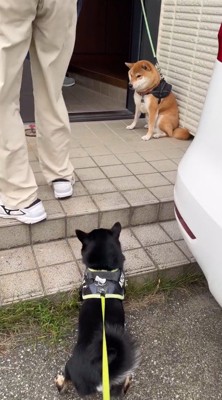 遠い目をする茶色い犬