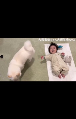 はしゃぐおまめ君&笑う赤ちゃん3