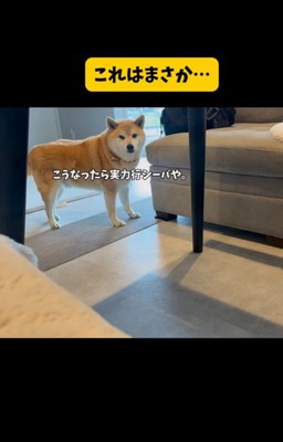 パパがお仕事に行くのを嫌がるおもち君2