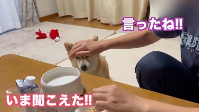 頭をなでられる犬