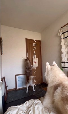 ドアを開けるシンプソンちゃん