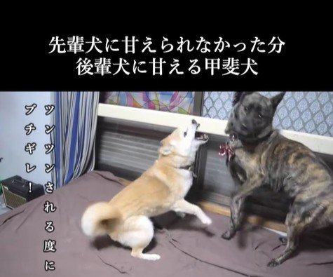 甘えん坊なハルヱちゃんの過去と現在4