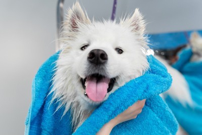 青いタオルをまとった白い犬