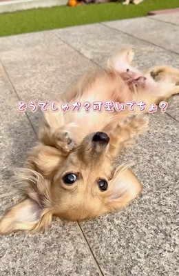 ヘソ天で寝転がる小型犬