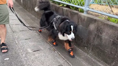 軽やかな足取りでトコトコ♪