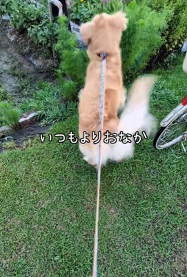 ピョンピョン飛び跳ねて大喜び！