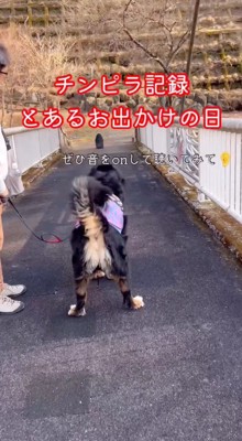 遠くにある物体を見つめる犬