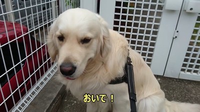 病院を嫌がるギンちゃん3