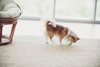 犬と黄色いボール