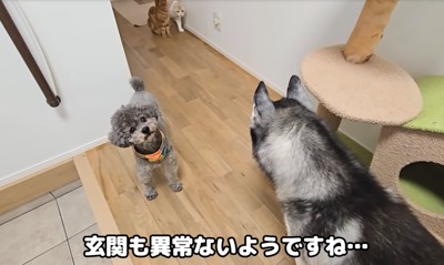 玄関に到着したわんこたち