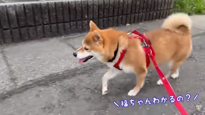 おじいちゃん家に向かう福ちゃん