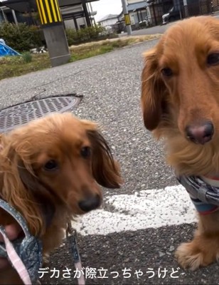 大きいエールくん