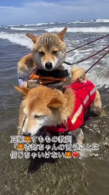 長女の柴犬に抱きつきながら、長女の柴犬を切なそうに見つめる末っ子の柴犬