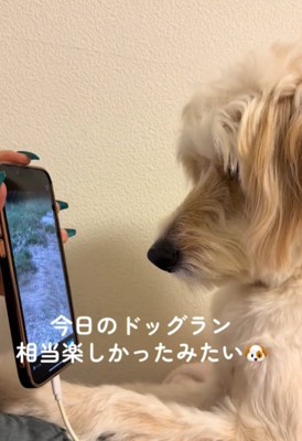 画面を見る犬2