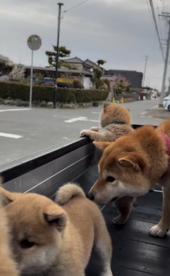 子犬に顔を近づける犬