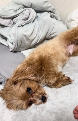 散歩拒否するマルくん