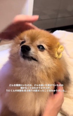飼い主さんを見るうにくん