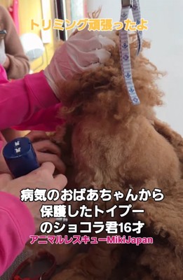 トリミング中の犬