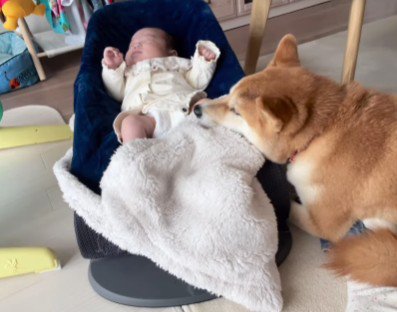 パパとママのサポーター