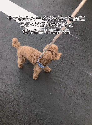 ハーネスが抜けることも…