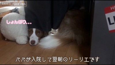 カーテンの隙間から顔を覗かせる犬