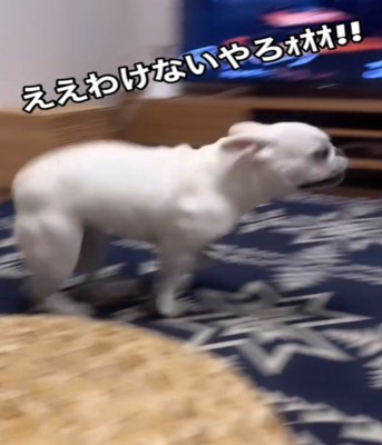 走る犬