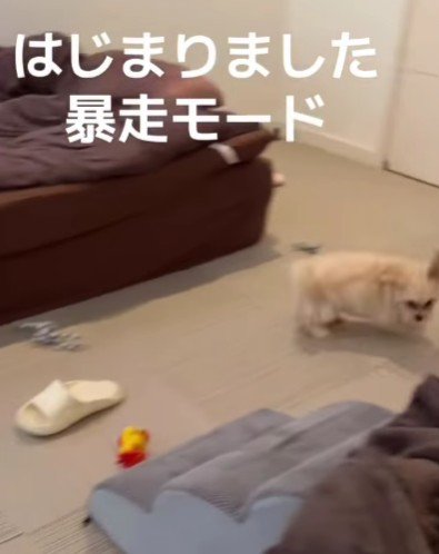 とてもやんちゃな性格です