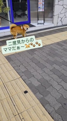 耳を倒して方向転換する犬