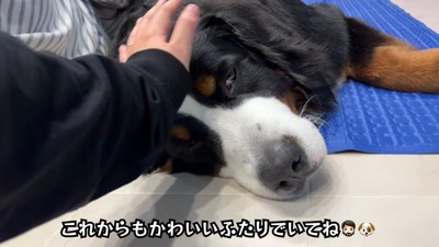 女性になでられる犬