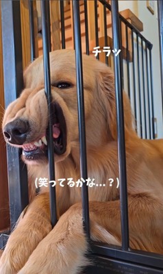 柵に挟まってくつろぐサンタくん9