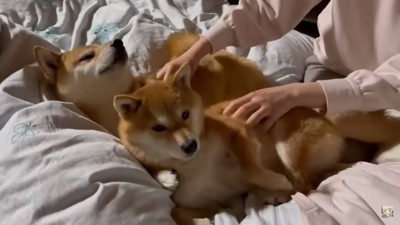 ママに撫でられる2匹