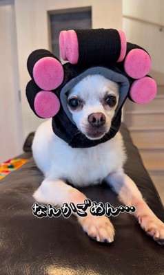 チワワ三兄弟のための購入品紹介4