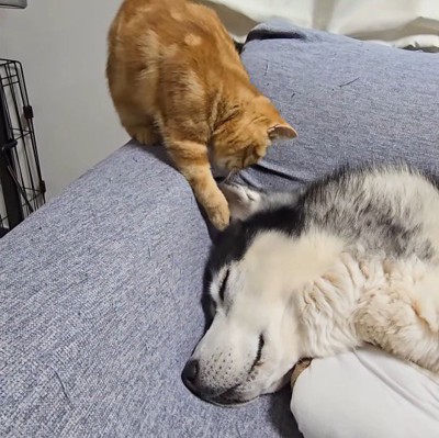 前足で犬の耳を触る子猫