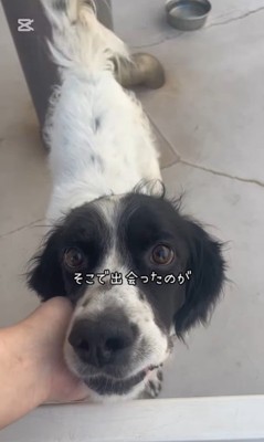 テトくんが幸せを掴むまで