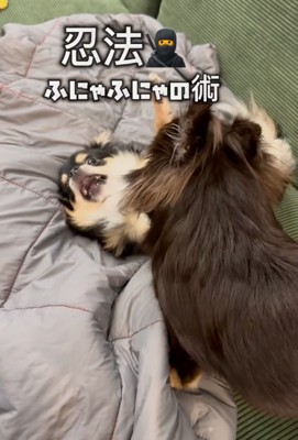 カートに乗る2匹の犬