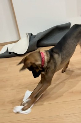 雑巾掛けをする犬