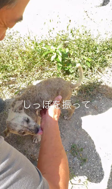 尻尾を振ってくれた