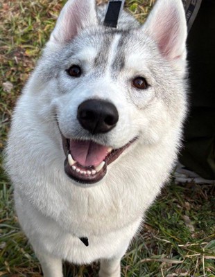 可愛らしい顔の男の子