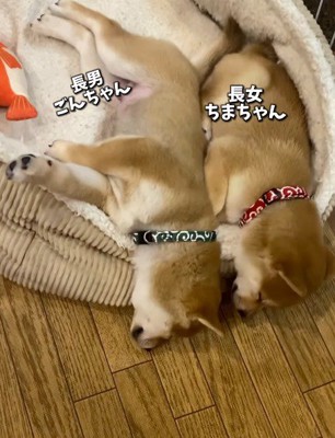 緑の首輪の子犬の背中にお腹をくっつけて眠る、赤い首輪の子犬