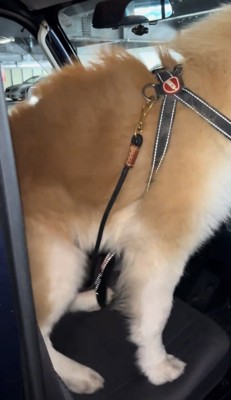 向きを変える犬