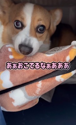 怒る中型犬