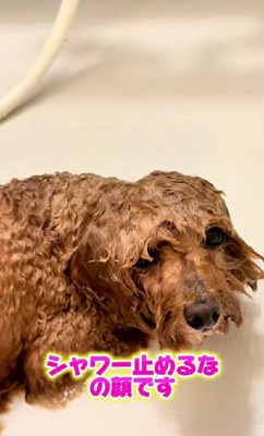 「シャワー止めないで」