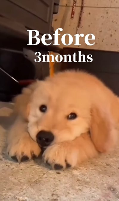 あご乗せポーズの子犬