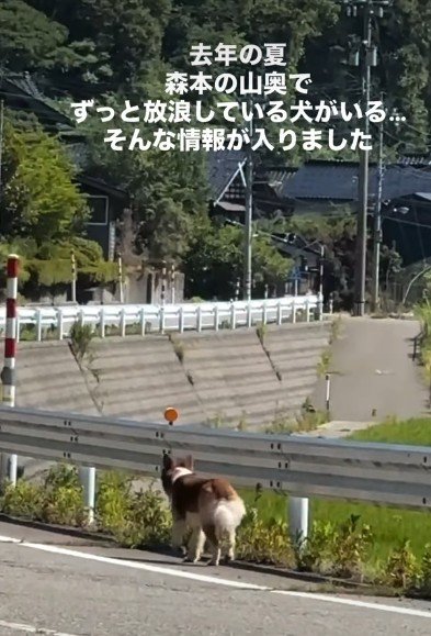 山奥で放浪する犬