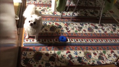 パパが先に寝ようとした時のコハクくん6