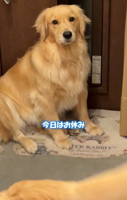 玄関で座り続ける犬