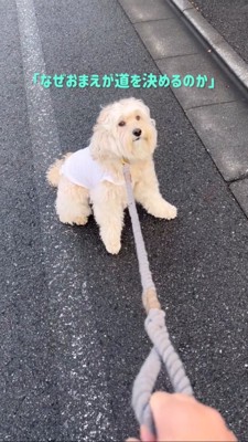 道で踏ん張って動かない犬