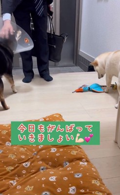 撫でられる黒柴さん